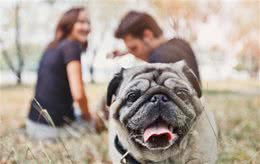 养了狗之后，我讨厌狗了怎么办？