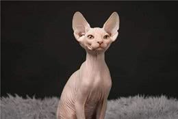 爱猫却猫毛过敏？福利来了，温柔亲人的无毛猫了解一下