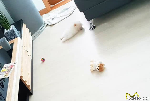 博美犬睡着后是天使，醒来时变魔鬼？看完后主人明白了原因！