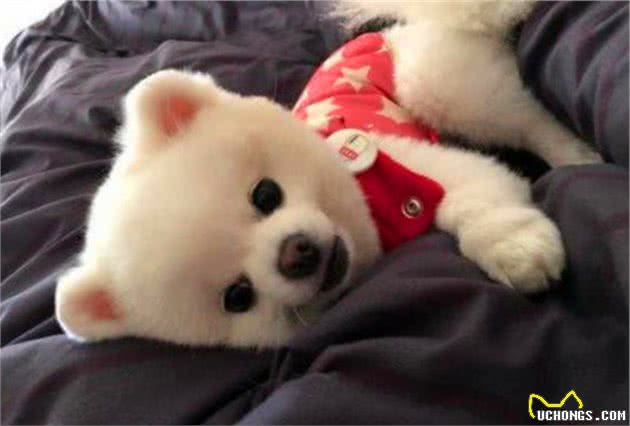 博美犬睡着后是天使，醒来时变魔鬼？看完后主人明白了原因！