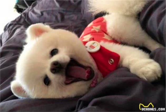 博美犬睡着后是天使，醒来时变魔鬼？看完后主人明白了原因！