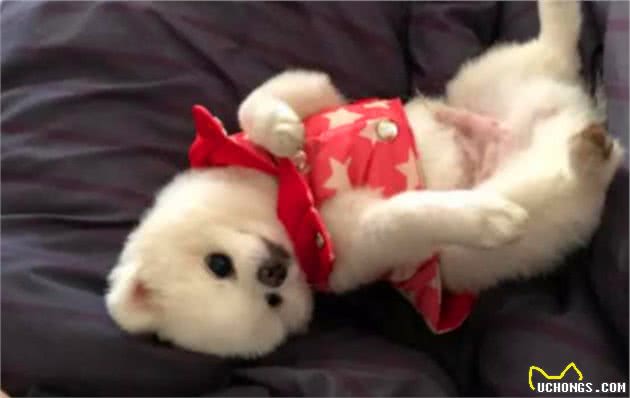 博美犬睡着后是天使，醒来时变魔鬼？看完后主人明白了原因！