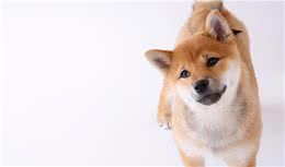日本趣闻丨柴犬为什么叫“柴”犬？
