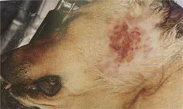 脓皮症，你该知道的犬猫皮肤病