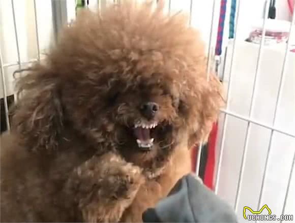 这几种小型犬是暴脾气，喜欢温顺狗狗的话劝你避雷