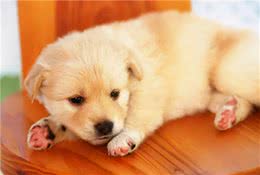 频繁舔爪子，可能是狗狗生病的征兆，主人别忽视了