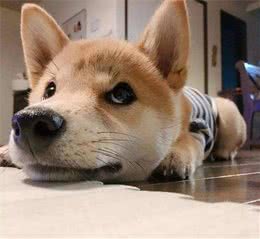 狗发情了一直叫怎么办？