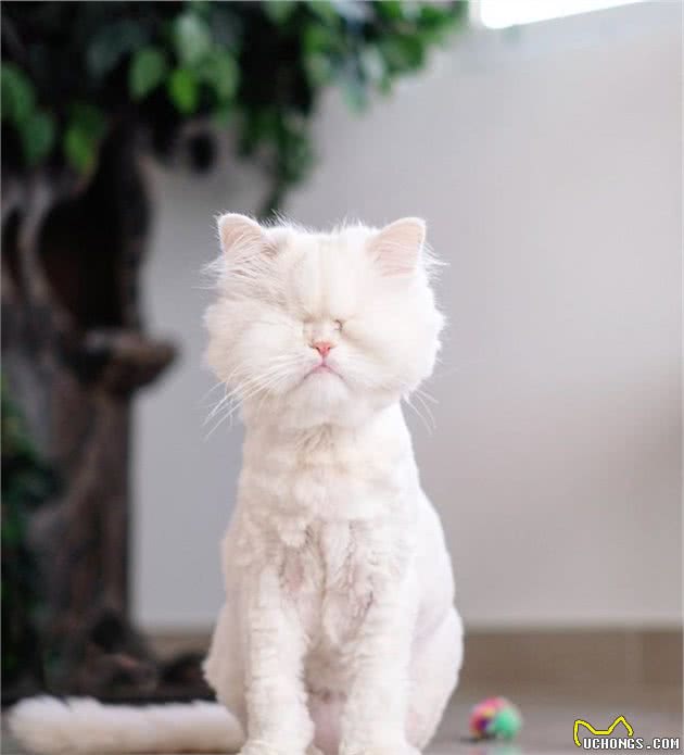 波斯猫双眼失明，了解它的悲惨经历后，新主人成为了它的“眼”