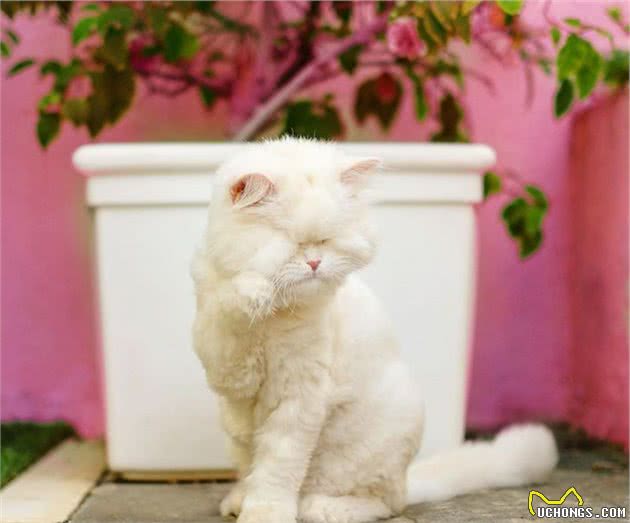 波斯猫双眼失明，了解它的悲惨经历后，新主人成为了它的“眼”