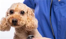 泰迪犬出现这些情况，多半是“生病”了