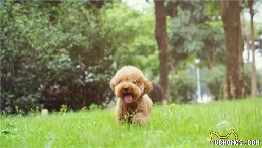 很多人养贵宾犬，但不知道这6件事，作为主人你知道吗？