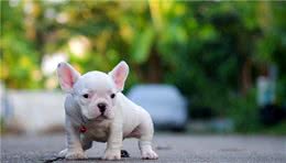 狗狗不同的拉粑粑的姿势，隐藏着不同的心理