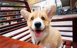 家有爱宠：狗尿出来血是什么原因是什么？应该采取的处理措施