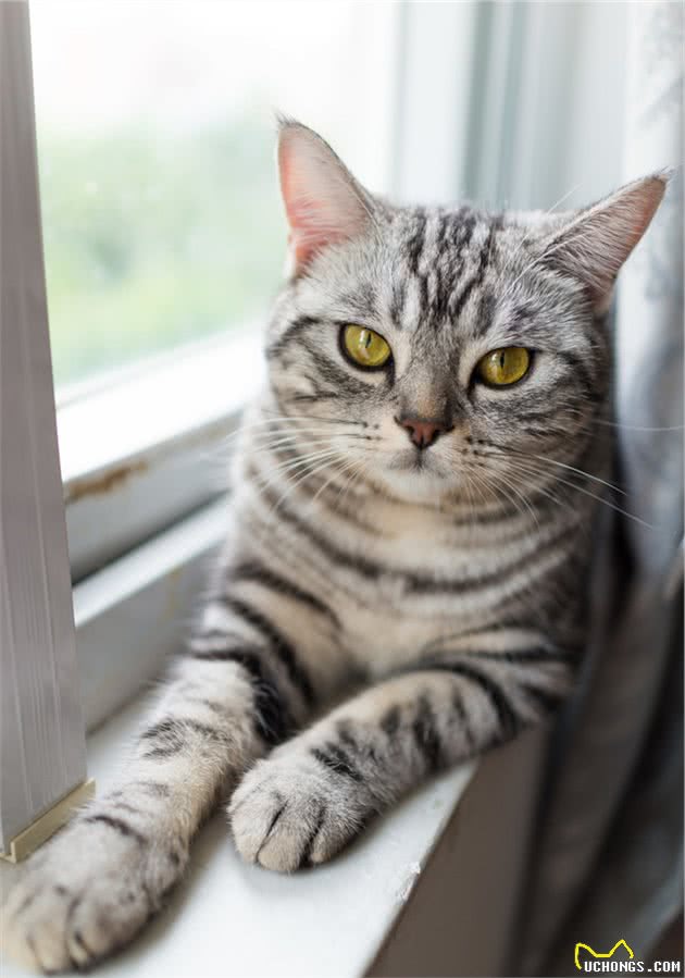 怎么从外形上区分美短与狸花猫