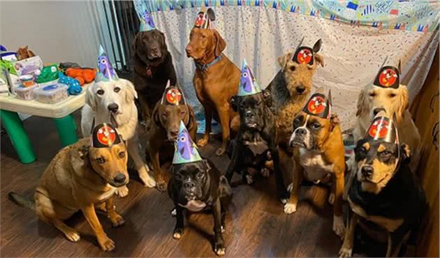女子免费为狗狗庆生，3只拳师犬带头配合拍照，宠主安心寄养爱犬