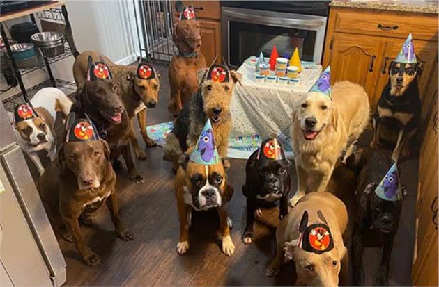 女子免费为狗狗庆生，3只拳师犬带头配合拍照，宠主安心寄养爱犬