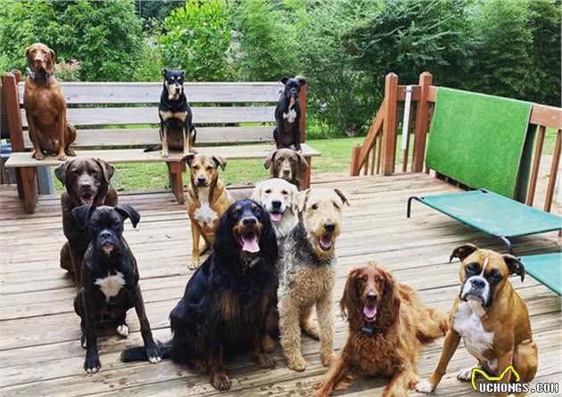 女子免费为狗狗庆生，3只拳师犬带头配合拍照，宠主安心寄养爱犬