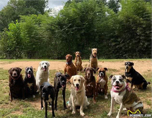女子免费为狗狗庆生，3只拳师犬带头配合拍照，宠主安心寄养爱犬