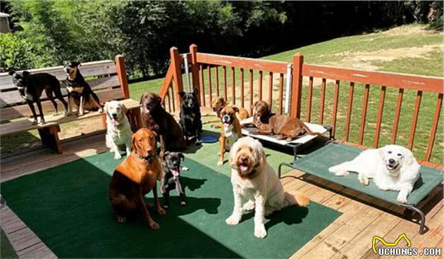 女子免费为狗狗庆生，3只拳师犬带头配合拍照，宠主安心寄养爱犬