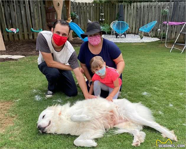 女子免费为狗狗庆生，3只拳师犬带头配合拍照，宠主安心寄养爱犬