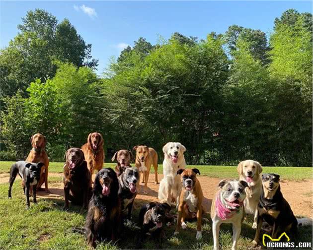 女子免费为狗狗庆生，3只拳师犬带头配合拍照，宠主安心寄养爱犬
