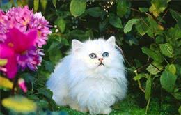 猫中王妃“波斯猫”，为何越来越少人养？原因有6个