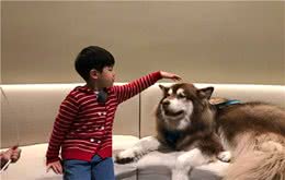 狗狗在家老是叫，学会这招，轻松解决