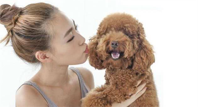 泰迪犬做这7点，表明在它眼里，你是它的“妈妈”