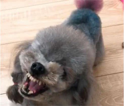 泰迪犬做这7点，表明在它眼里，你是它的“妈妈”