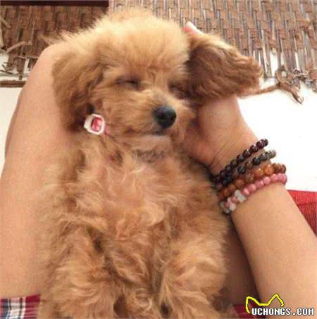 泰迪犬做这7点，表明在它眼里，你是它的“妈妈”