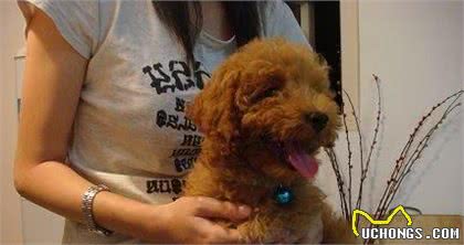 泰迪犬做这7点，表明在它眼里，你是它的“妈妈”