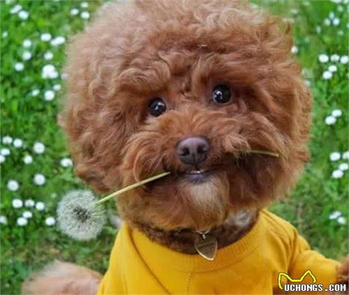 泰迪犬做这7点，表明在它眼里，你是它的“妈妈”