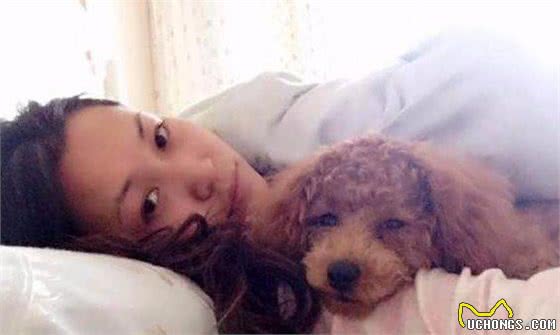 泰迪犬做这7点，表明在它眼里，你是它的“妈妈”