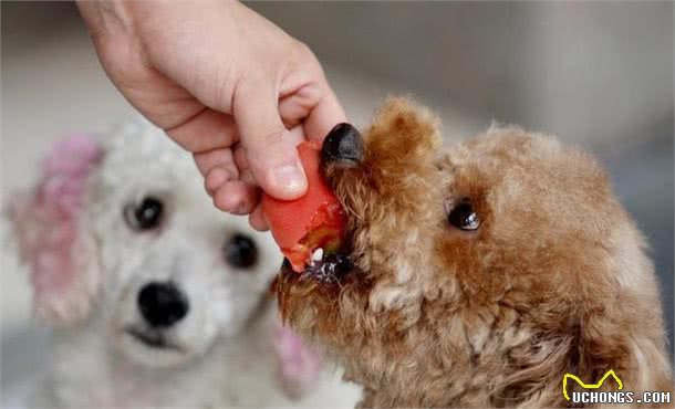 泰迪犬做这7点，表明在它眼里，你是它的“妈妈”