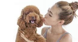 泰迪犬做这7点，表明在它眼里，你是它的“妈妈”