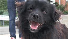 狗狗做起了“导游”，每天带着游客去爬山，主人知道后说出了原因