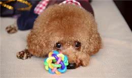 为什么泰迪犬不让人摸它的爪子？多半是这几个原因