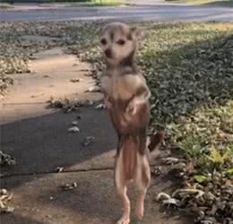 美国小狗天生残疾，练就像人一样双腿行走，还能奔跑蹦上台阶