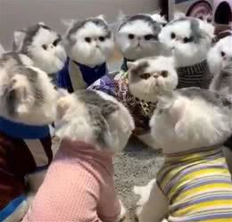 女子做了一堆自家猫咪的仿真玩偶，竟骗了不少人：真假美猴王啊？