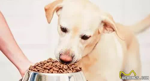 狗狗酷爱咬东西怎么办？应对方法很重要