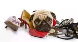 狗狗酷爱咬东西怎么办？应对方法很重要