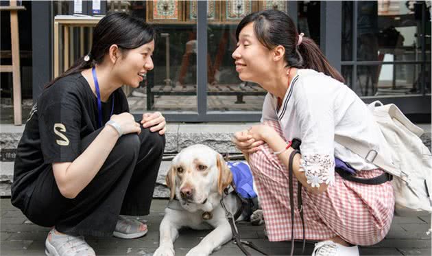 导盲犬拉布拉多，品相看似“不纯”，自然筛选的结果