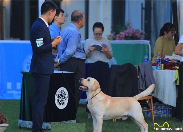 导盲犬拉布拉多，品相看似“不纯”，自然筛选的结果
