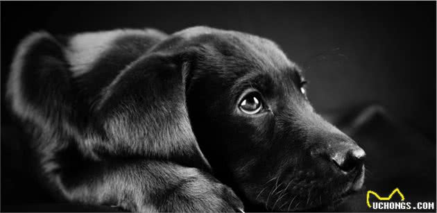 导盲犬拉布拉多，品相看似“不纯”，自然筛选的结果