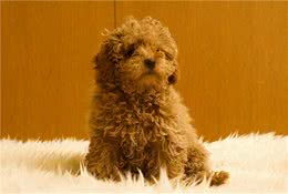 泰迪犬3~6个月的“关键期”，宠主应该怎样照顾？