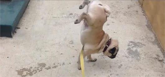 巴哥犬怎么训练上厕所？