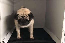 巴哥犬怎么训练上厕所？