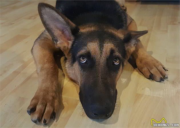 狗狗做错事，如果主人骂狗有用的话，就不用训犬师了