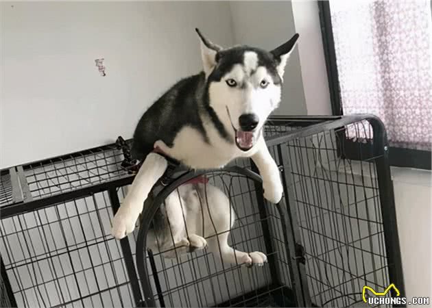 狗狗这6个“天性”,主人再怎么努力，都改不了