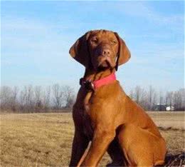 世界名犬NO:23维兹拉猎犬，世界上没有味道的狗狗，太完美了